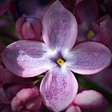 Lilac Closeup_53659